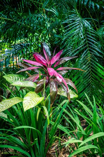 Jardin1