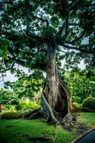 Jardin2